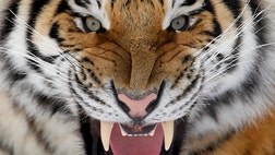 Take a peek at your peril. Animals show off their best smile.