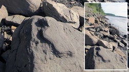   Researchers may have just scratched the surface of a major new dinosaur site nearly inside the Arctic Circle.