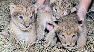 Mother Nature's creatures are beautiful, especially right after they're born. Following a spate of births at zoos and preserves around the world,we introduce you to the newborns.