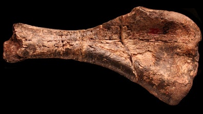 Fossilized remains are all that's left of the once mighty dinosaurs that dominated our planet. Here, the most recent finds from these ancient beasts.