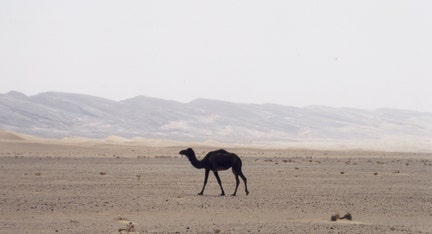 Camel bones suggest error in Bible, archaeologists say