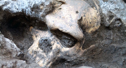 1.8-million-year-old skull shakes mankind’s family tree