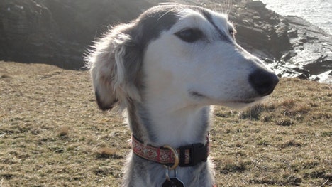 Humans' close relationship to dogs has so far obscured their history so much that it's not yet possible to use genetic data to tease out the details of their domestication, new research indicates.