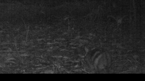 An elusive striped rabbit that has rarely been photographed has been caught on film deep in the forests of Sumatra, thanks to camera traps set up in an isolated mountain region of the Indonesian island.