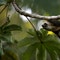 Sloths' dirty bum fur grows
