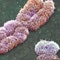 Genetic 'Adam' and 'Eve' uncovered