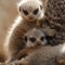 Meerkats kill their children