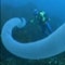 Rare sea creatures made up of thousands of clones