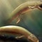'Fishimal' was part fish, part