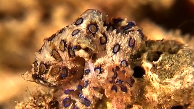 blue ringed octopus blue ringed octopus
