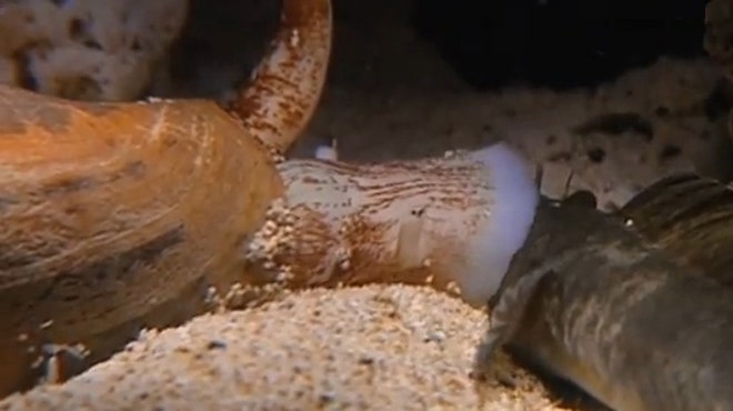 cone snail cone snail
