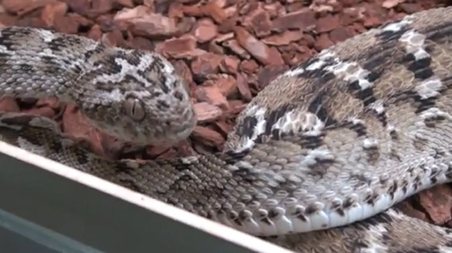 carpet viper carpet viper