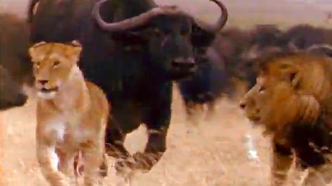 african buffalo african buffalo