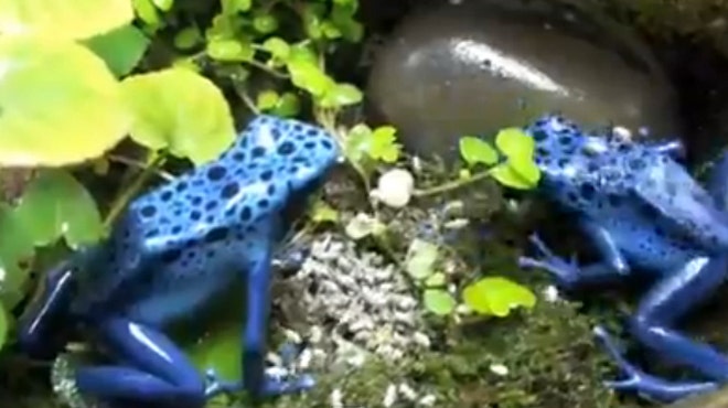 poison dart frog poison dart frog