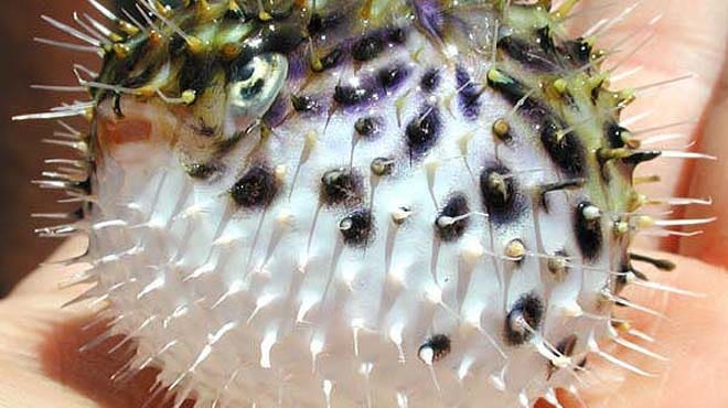 pufferfish pufferfish