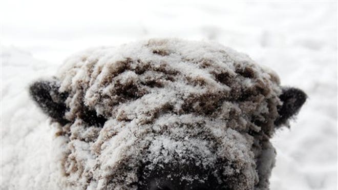 Frosted Sheep