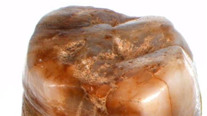 Neanderthal Tooth Fairy