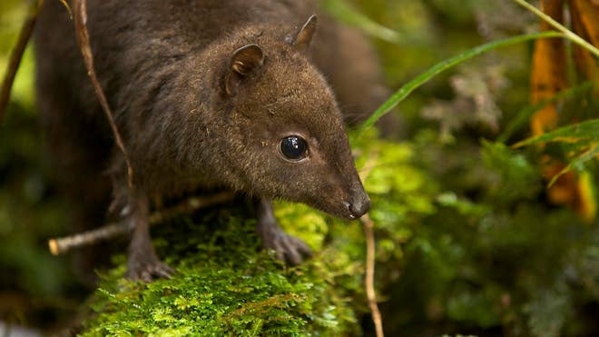 World's Tiniest Kangaroo