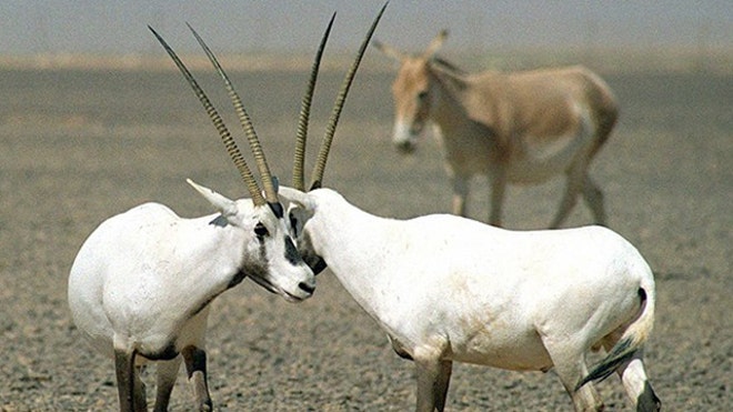 Arabian Unicorn