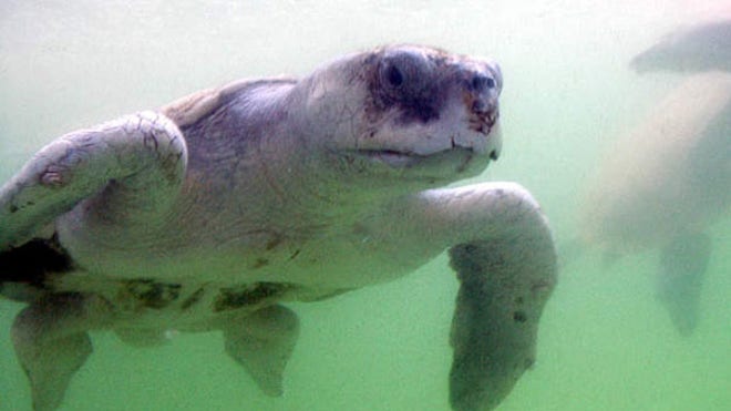 Kemps Ridley Turtle