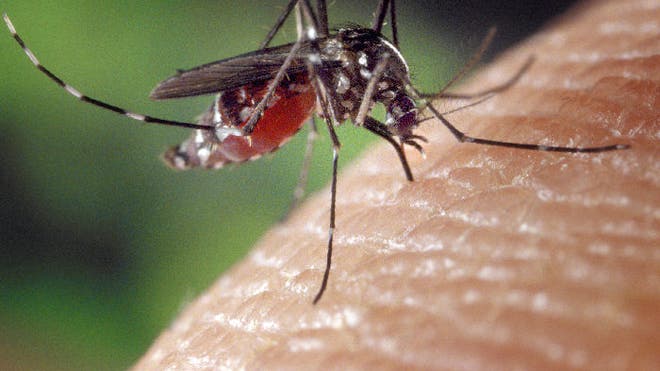 Mosquito at Work