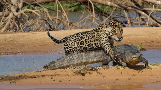 2jaguar-kills-caiman.jpg