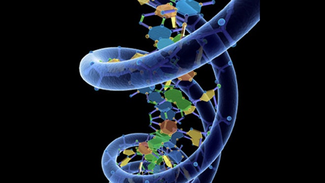3D model of DNA