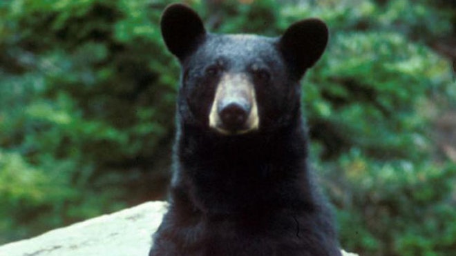 Black bear large