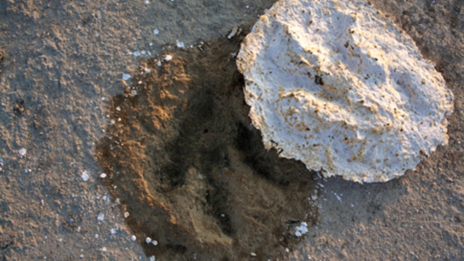 Dino tracks from Arkansas