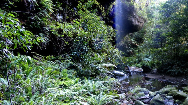 Forest in the Blue Mountains