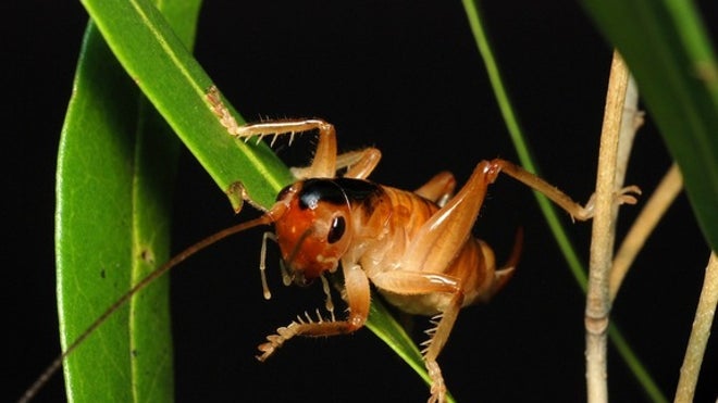 Pollinating Cricket