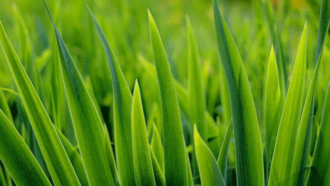 Grass
