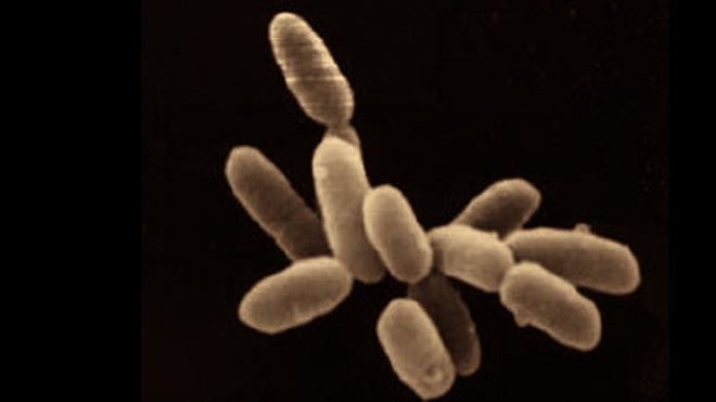 Halobacteria