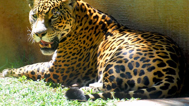 Jaguar