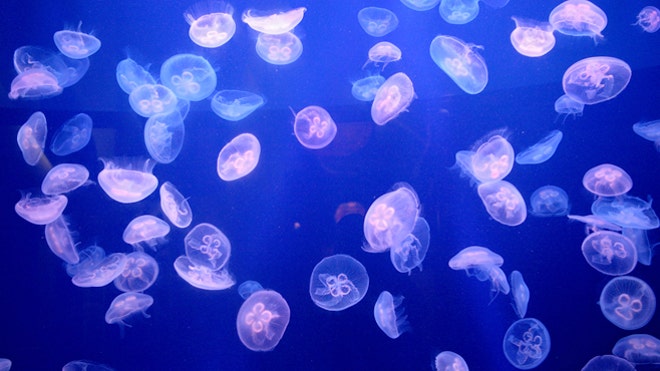 Jellyfishsweden.jpg