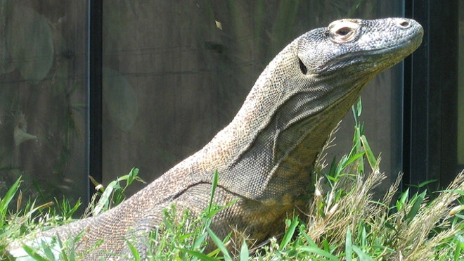 Komodo Dragon