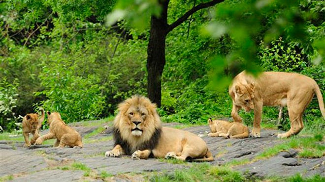 Lions