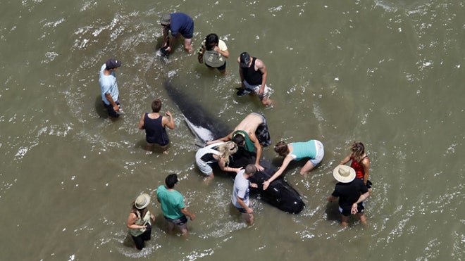 New Zealand Whales