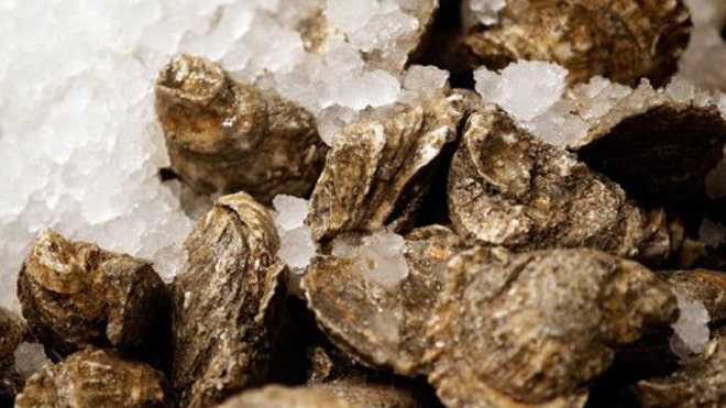 Oysters