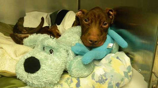 Patrick the pitbull recovers