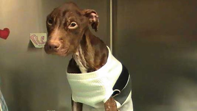 Patrick the pitbull in hospital