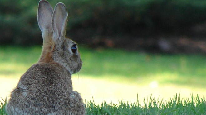 Rabbit