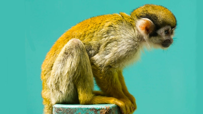 Squirrel monkey