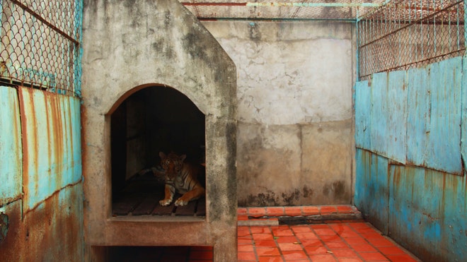 Vietnam Tiger Farms 2.jpg