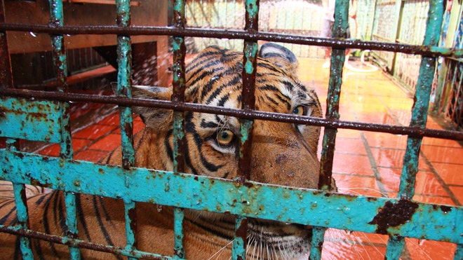 Vietnam Tiger Farms 4.jpg