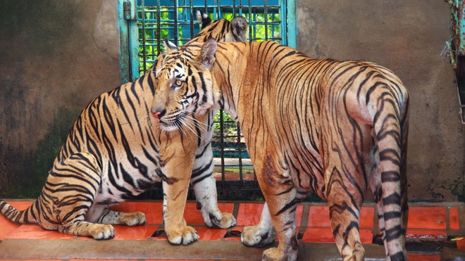 Vietnam Tiger Farms.jpg