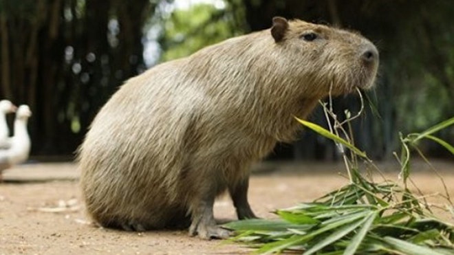 capybara largest rodent