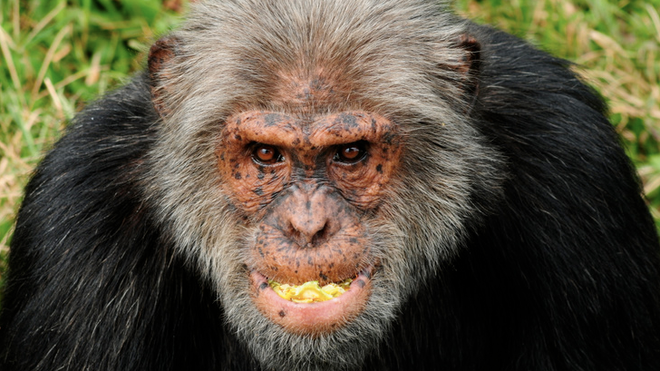 Chimpanzee