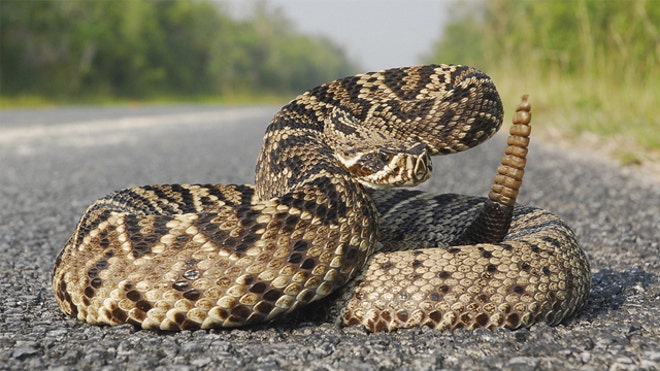 Eastern Diamond Rattlesnake