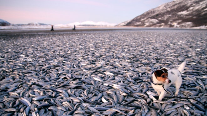 Dead Herring